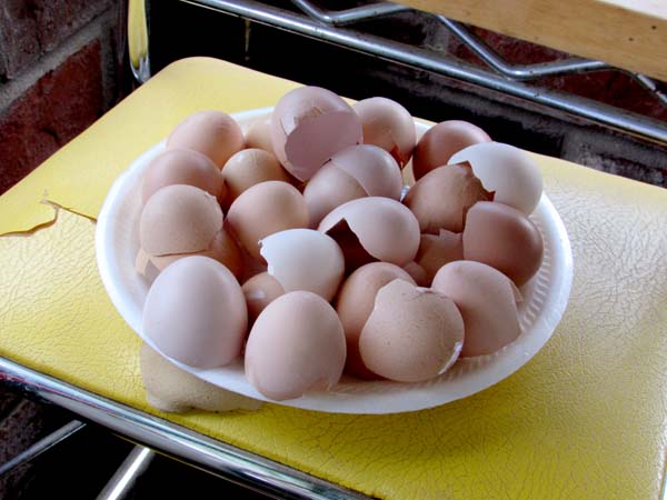 Egg shells drying